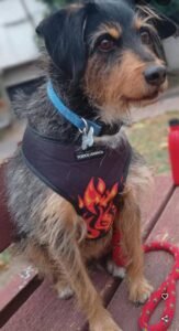 Servicios funerarios para mascotas en argentina