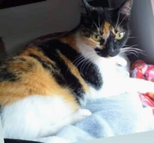 Servicios funerarios para mascotas en argentina