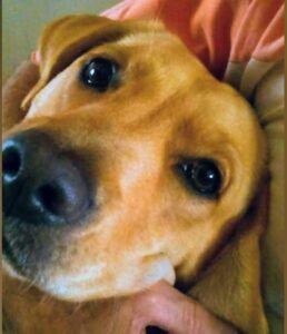 Servicios funerarios para mascotas en argentina