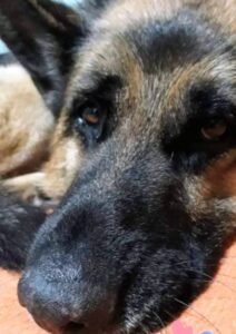 Servicios funerarios para mascotas en argentina