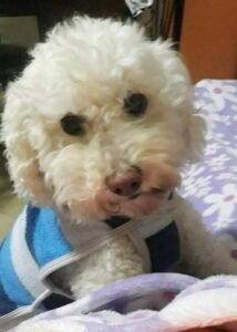 Servicios funerarios para mascotas en argentina