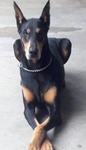 Servicios funerarios para mascotas en argentina