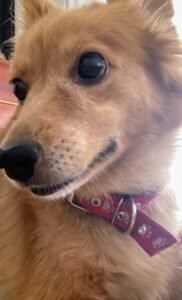 Servicios funerarios para mascotas en argentina